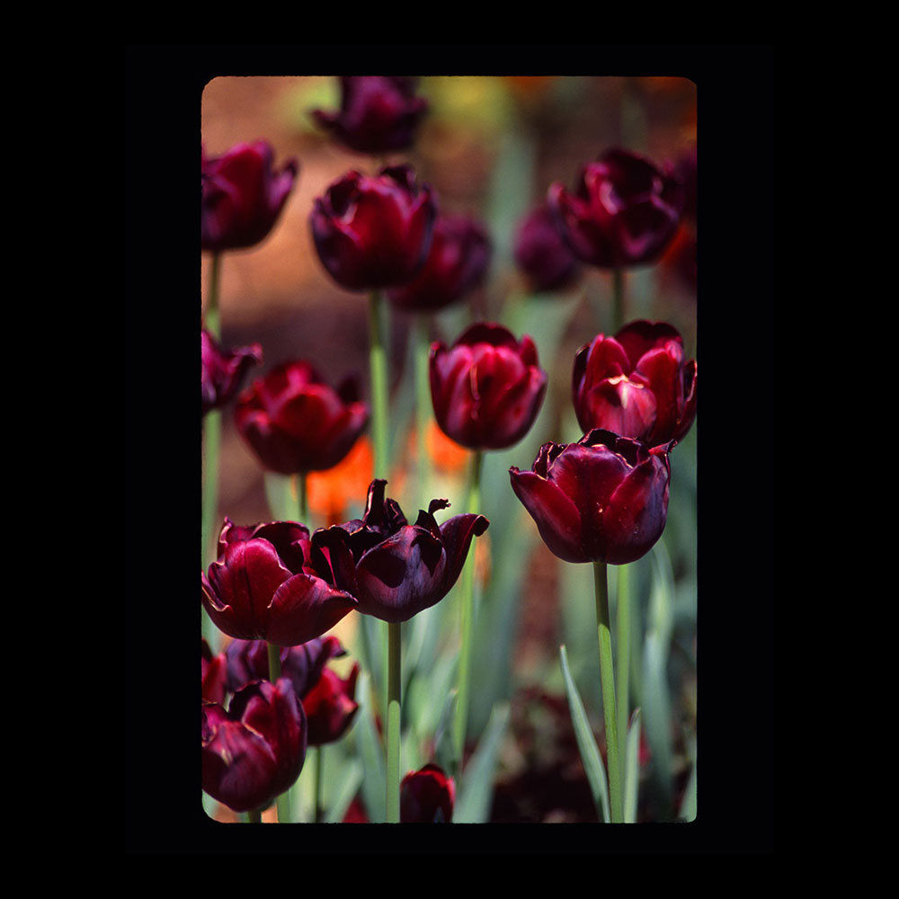 copy_0_purple-tulips_web