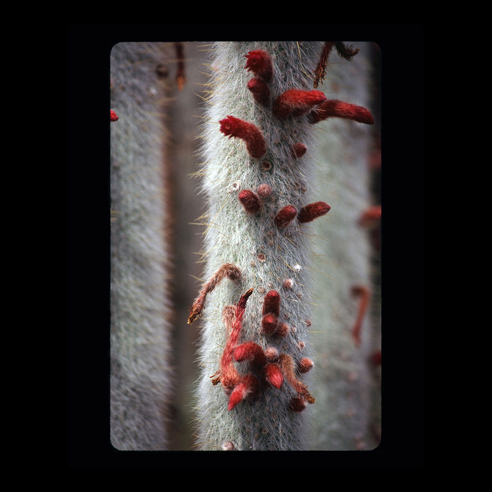 perfect-cactus_web